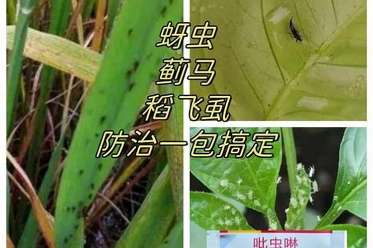 田间守护者：有效对抗蚜虫和稻飞虱的农药选择