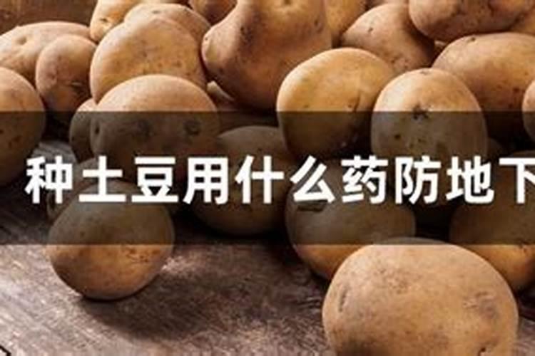 土豆出现地下害虫咋办？防治土豆地下害虫的方法