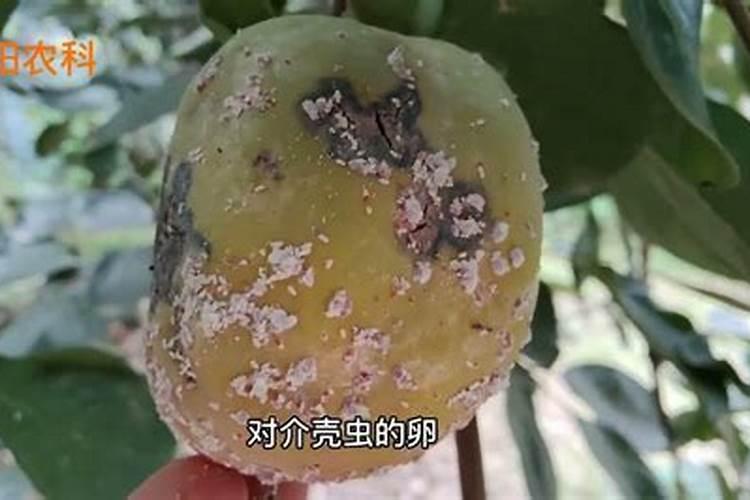 守护果园的黄金时节：青枣成熟期果实蝇防治全攻略