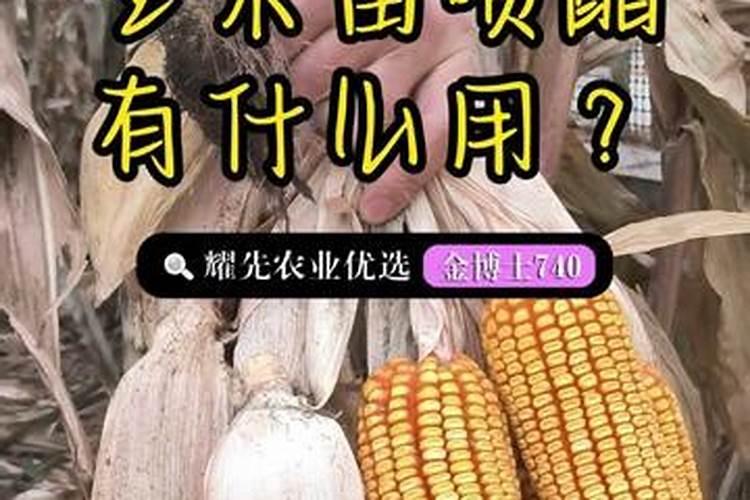 在玉米苗上喷醋一斤醋对多少斤水？