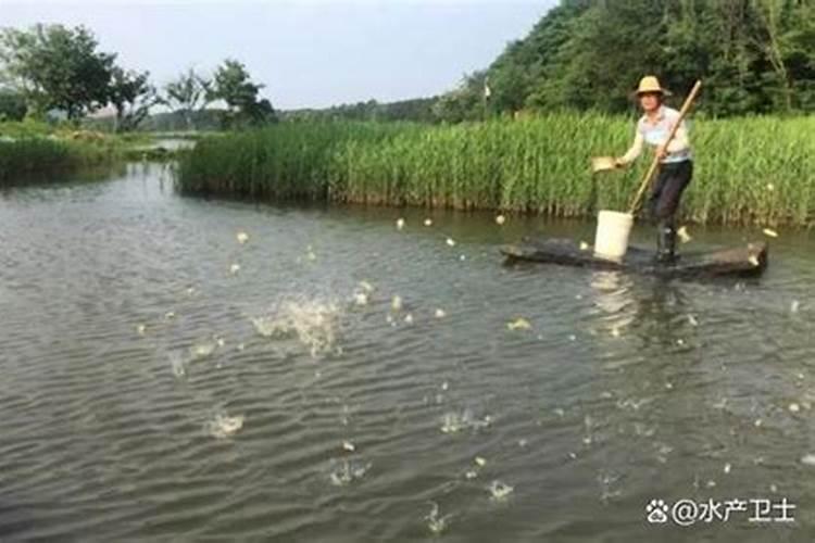 龙虾塘肥水的方法龙虾塘有哪些肥水的方法