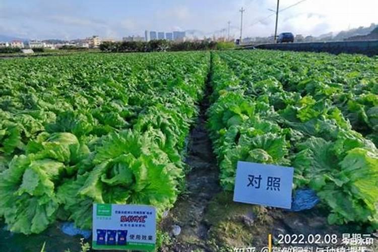 绿意盎然：叶菜类蔬菜追肥时多施含氮肥料的秘密？