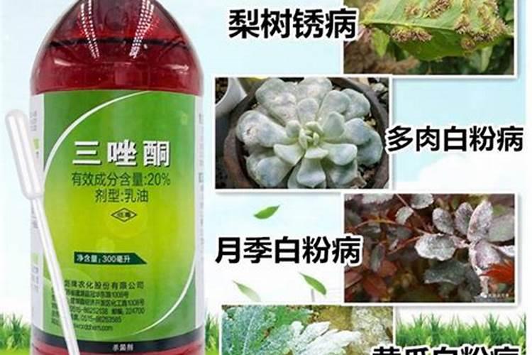 三唑酮在多肉植物预防保护中的科学运用？