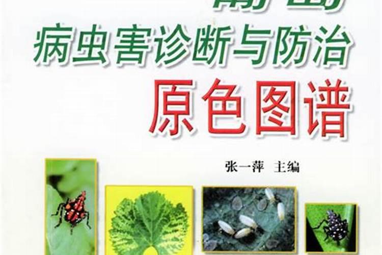 葡萄园守护者：常见病害防治与用药指南