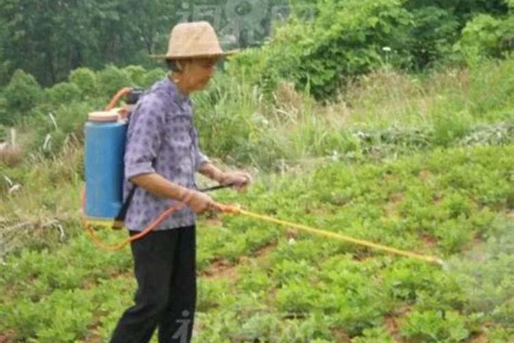 夏季喷农药，药害防范有妙招