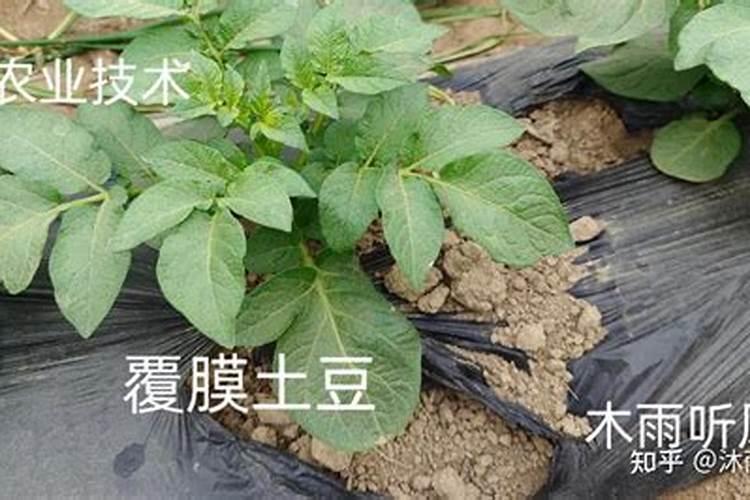 芝麻地膜覆盖种植技术