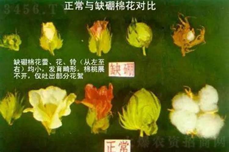 棉花蕾而不花的原因是什么？