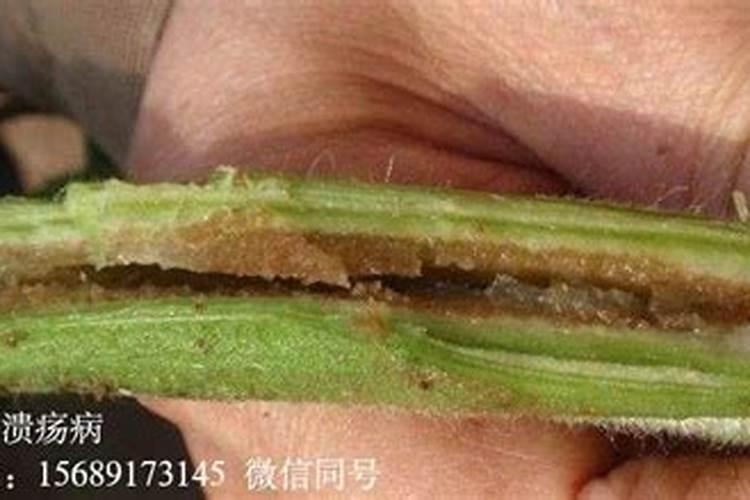 盛果期番茄叶缘部分有干枯病斑，怎样防治？