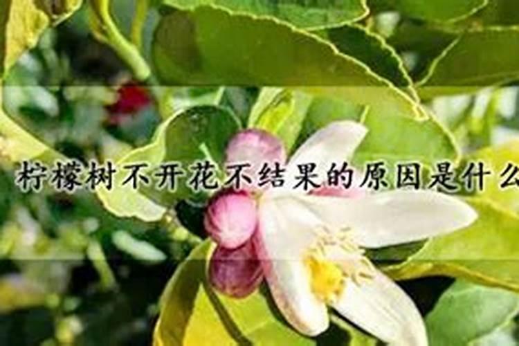 柠檬树不开花不结果的原因是什么？