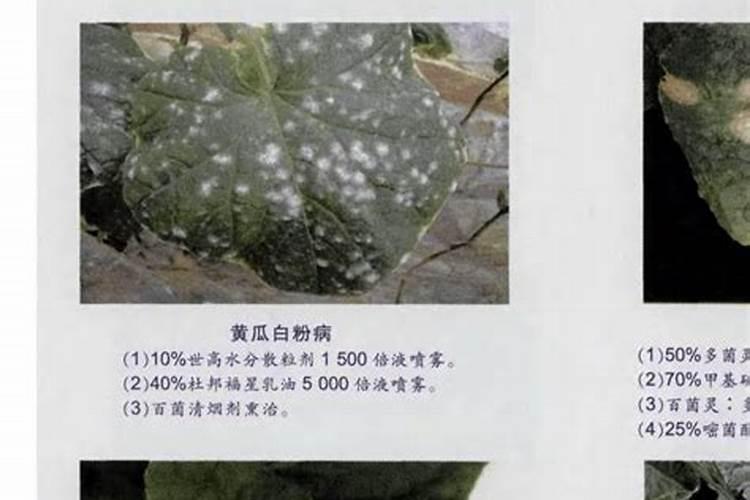 绿野仙踪：药剂防治白黄瓜病虫害的科学之道