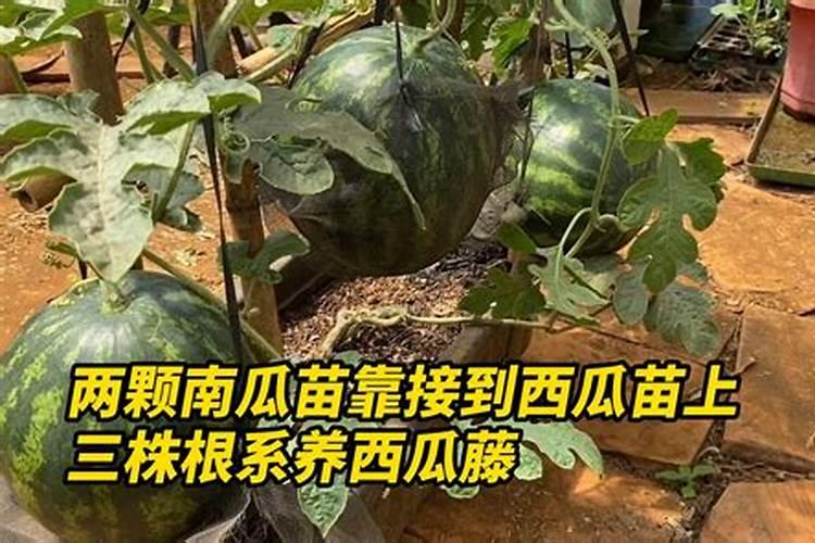 西瓜种植怎样补硼肥最好？