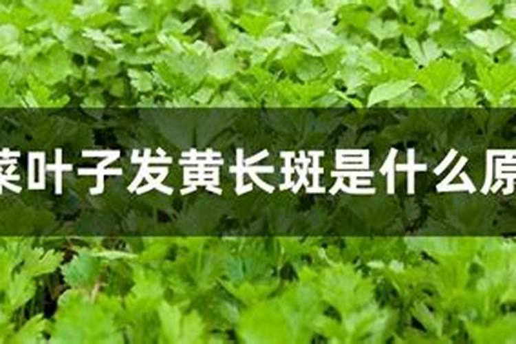 芹菜叶子上有斑点是什么原因？