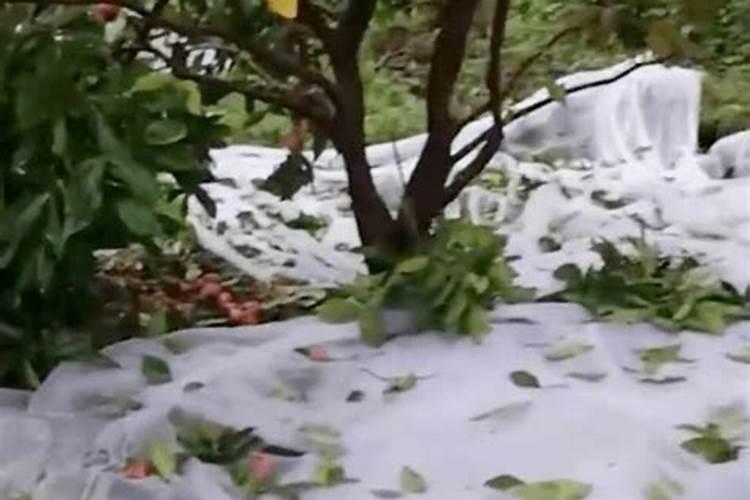 雨季果园守护：掌握关键步骤确保果树健康