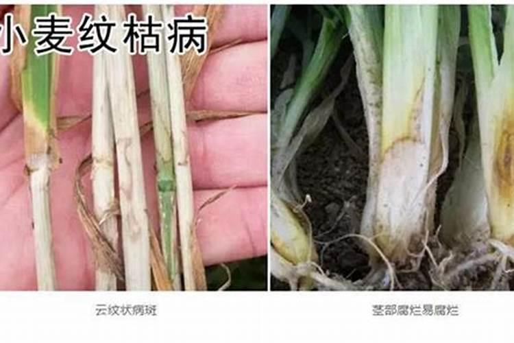 小麦纹枯病怎样预防和防治？