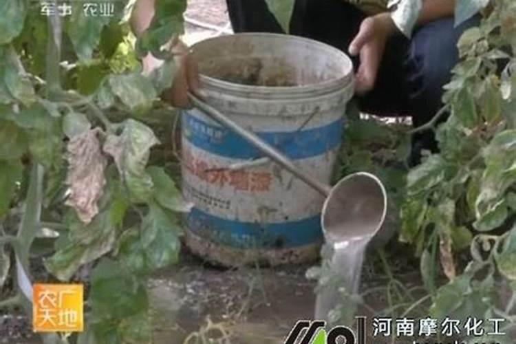 梨树水溶肥冲施方法有哪些呢？