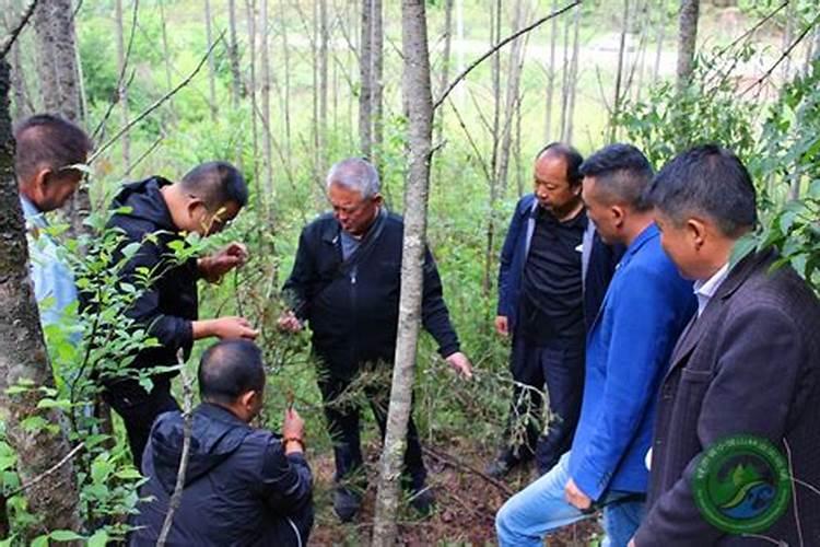 守护绿色宝库：苹果园的有害生物防治与环境保护策略