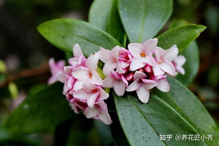 瑞香花要怎么养