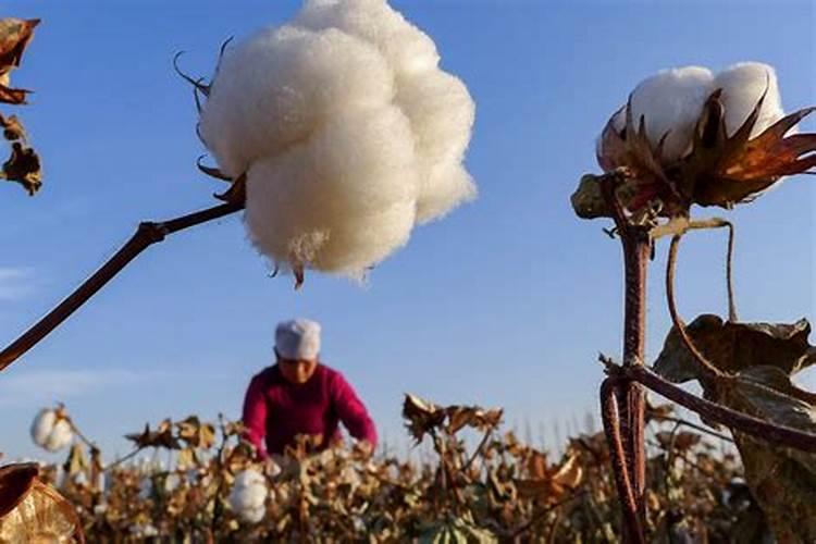 绽放棉田：棉花吐絮期管理的艺术与科学