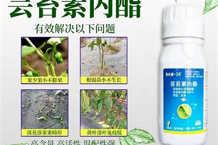 芸苔素和膨大剂有什么区别呢？