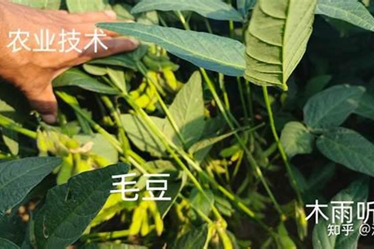 早熟菜用毛豆优质高产栽培的技术