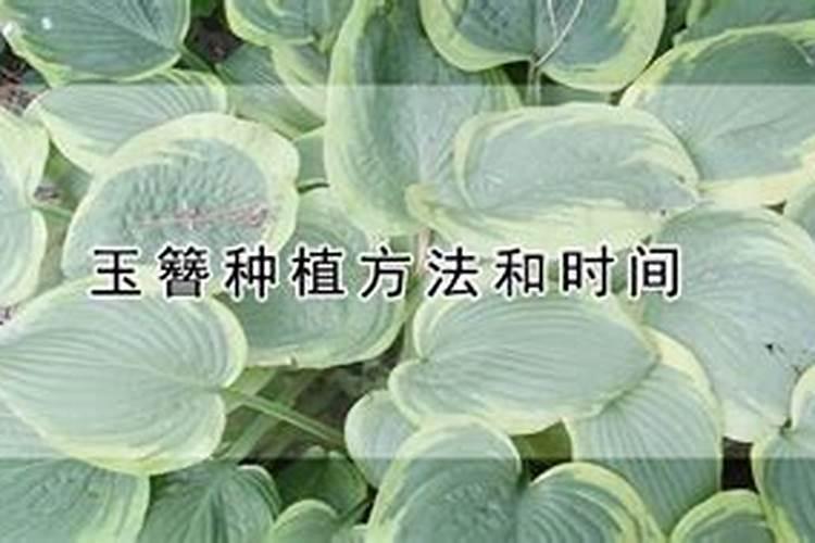 玉簪种植方法和时间