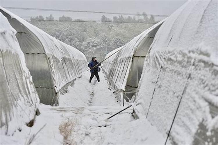 大棚应该如何应对雪灾？