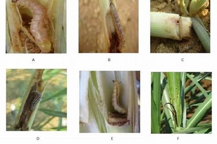 甘蔗蚜虫的绿色防控：策略与实践