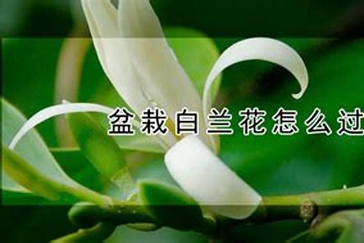 盆栽白兰花安全过冬的养殖技术