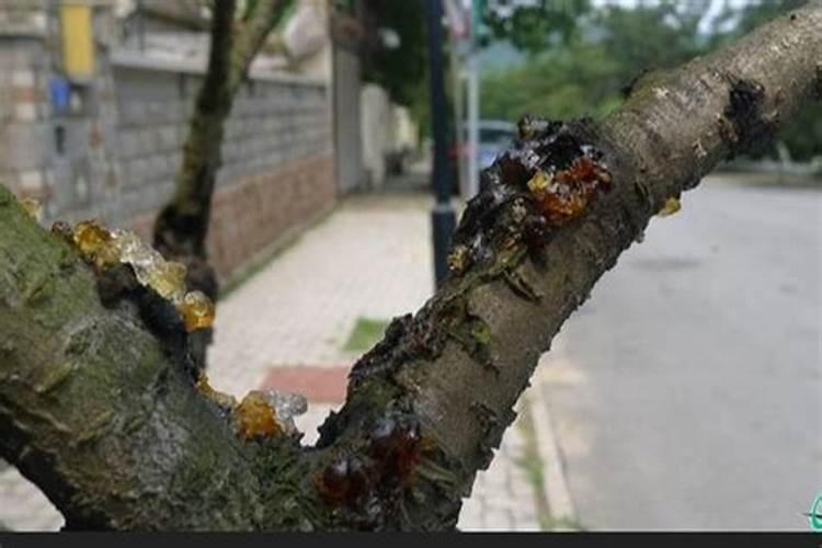 花椒流胶病防治：守护香料之树的关键战役