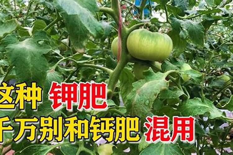 钾肥与钙肥：混用之道，效果之谜？