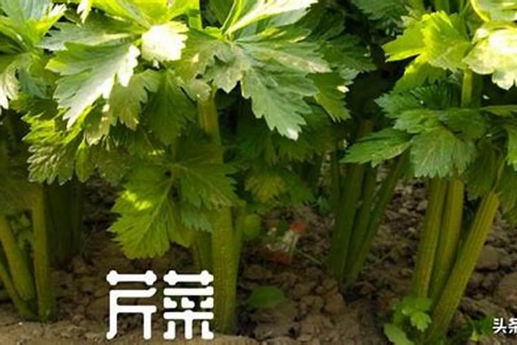 掌握时机与技巧：芹菜育苗全攻略