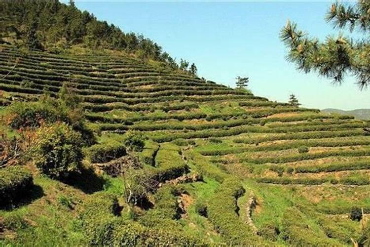 东北山地适合种植什么东北山地适合种植哪些