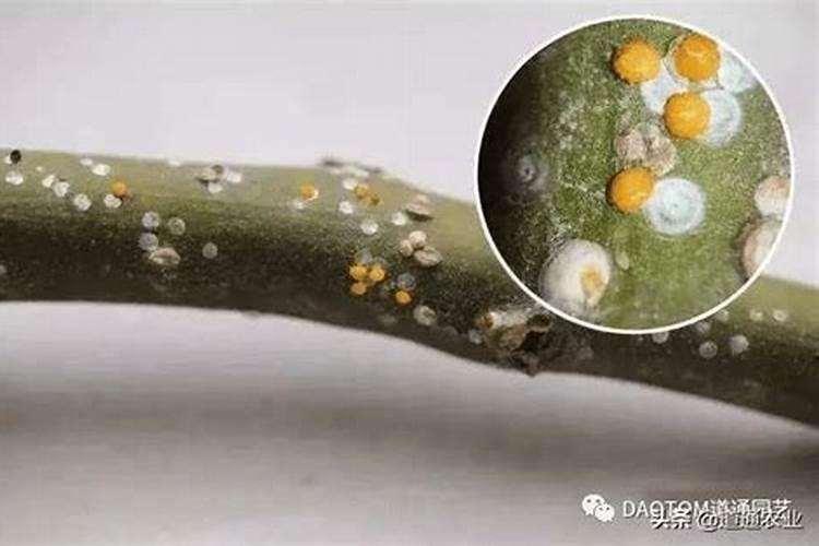 怎样防治桑白蚧虫害？