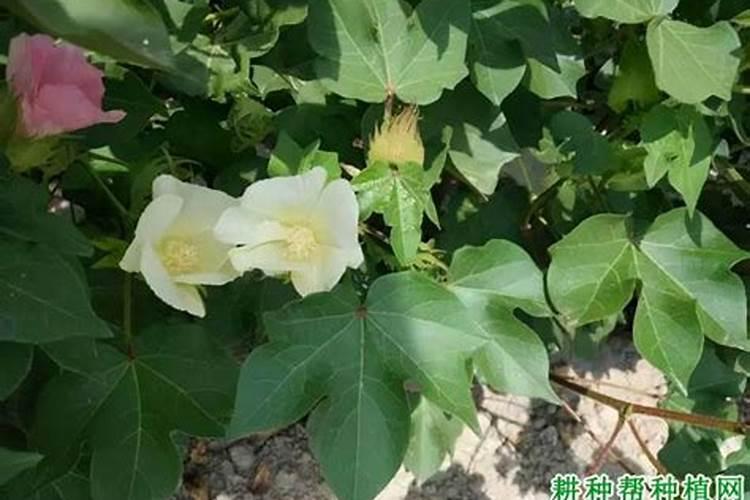 棉花蕾铃期盲椿象防治：策略与实践