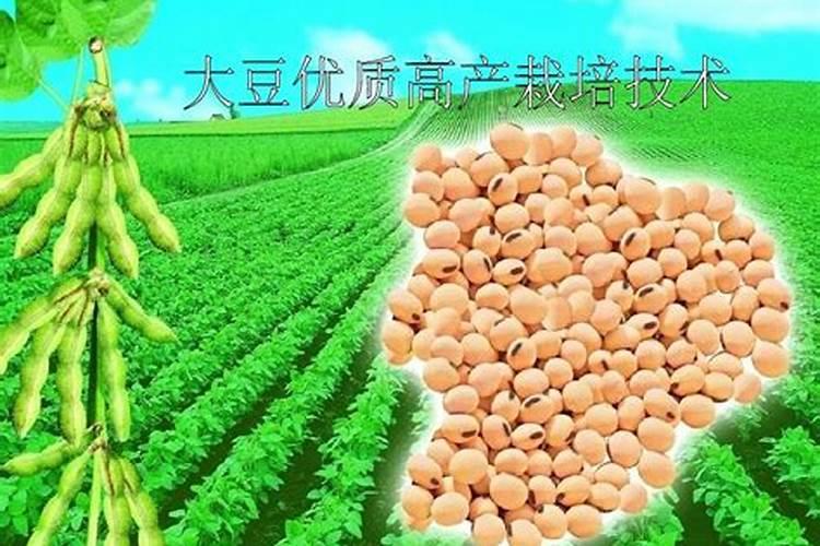 大豆高产栽培技术方案