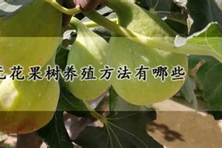 无花果树养殖方法有哪些？