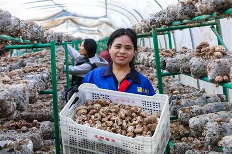 揭秘：大棚花菇培育技术，实现高效农业的新突破