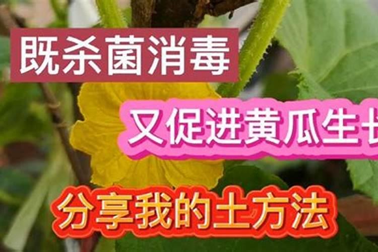 巧用红糖发酵液防治黄瓜“三病”