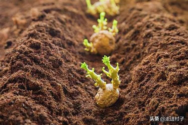 揭秘土壤下的秘密：土豆种植的黄金深度