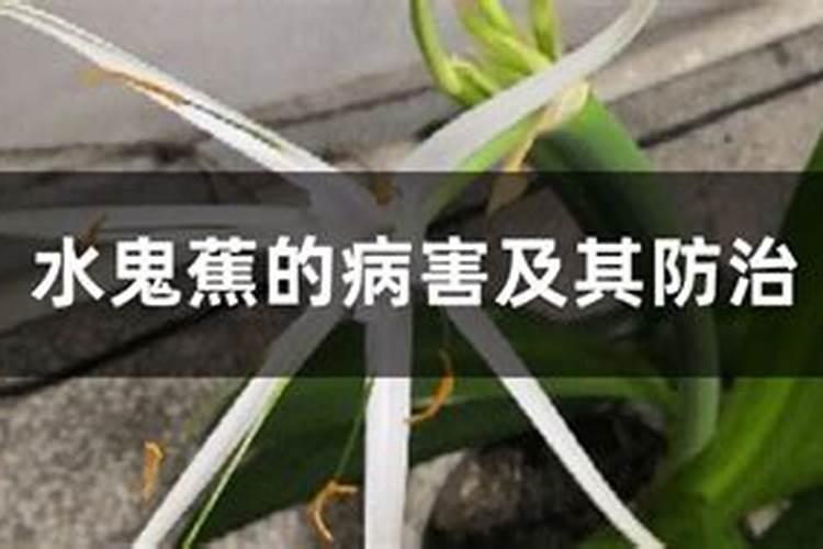 水鬼蕉病害防治：守护绿意盎然的园艺珍宝