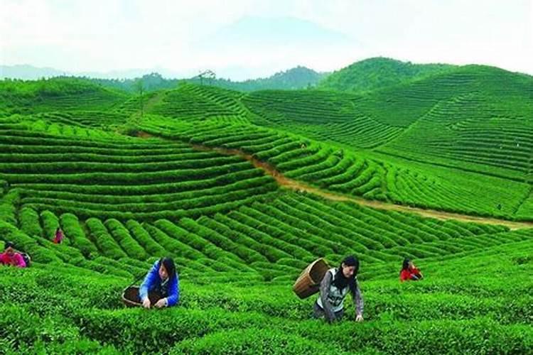 浅谈茶园高效栽培管理技术要点