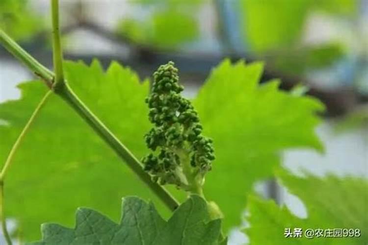 葡萄没有花序的原因是什么？葡萄没有花序怎么办？