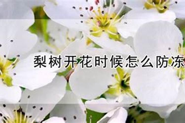 梨树开花时候怎么防冻？