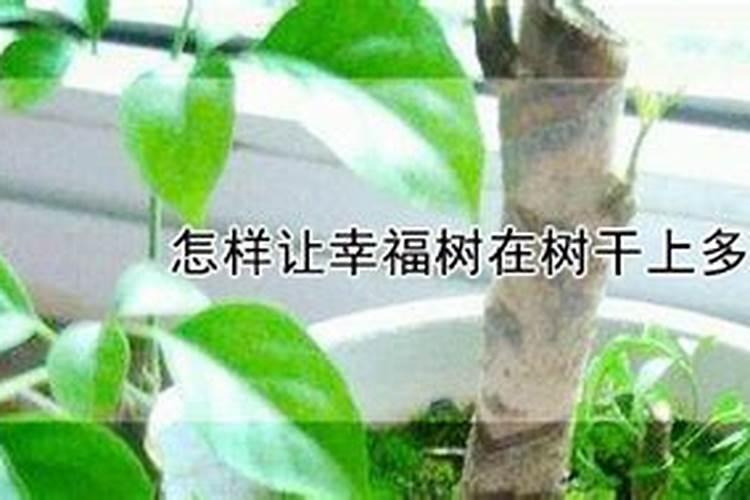 唤醒幸福树：树干发芽与生长的秘诀