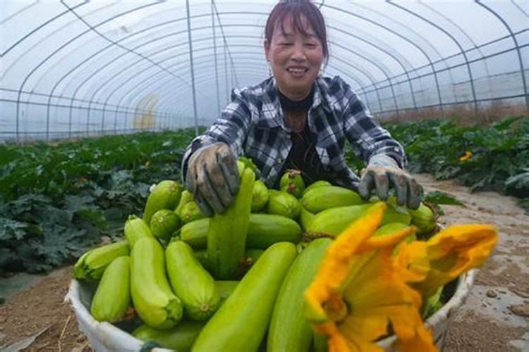 掌握科学种植技巧，让西葫芦丰收不是梦