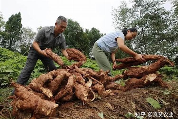 葛根病害防治：守护绿色宝藏的关键策略