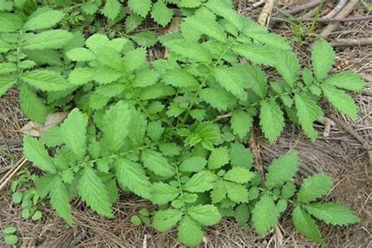 仙鹤草的种植奥秘：掌握药材栽培的关键步骤