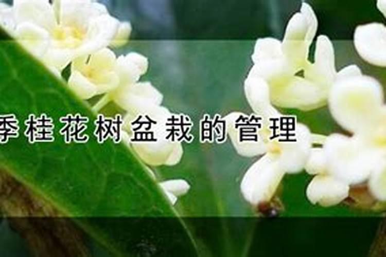 四季桂花树盆栽的管理