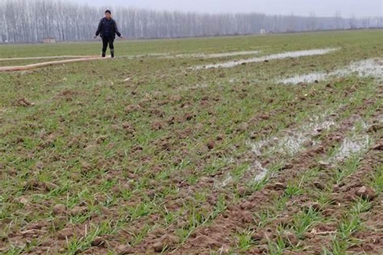 冰封沃土，备战来年：小麦冬灌的四大关键