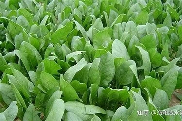 青海菠菜用什么冲施肥最好？